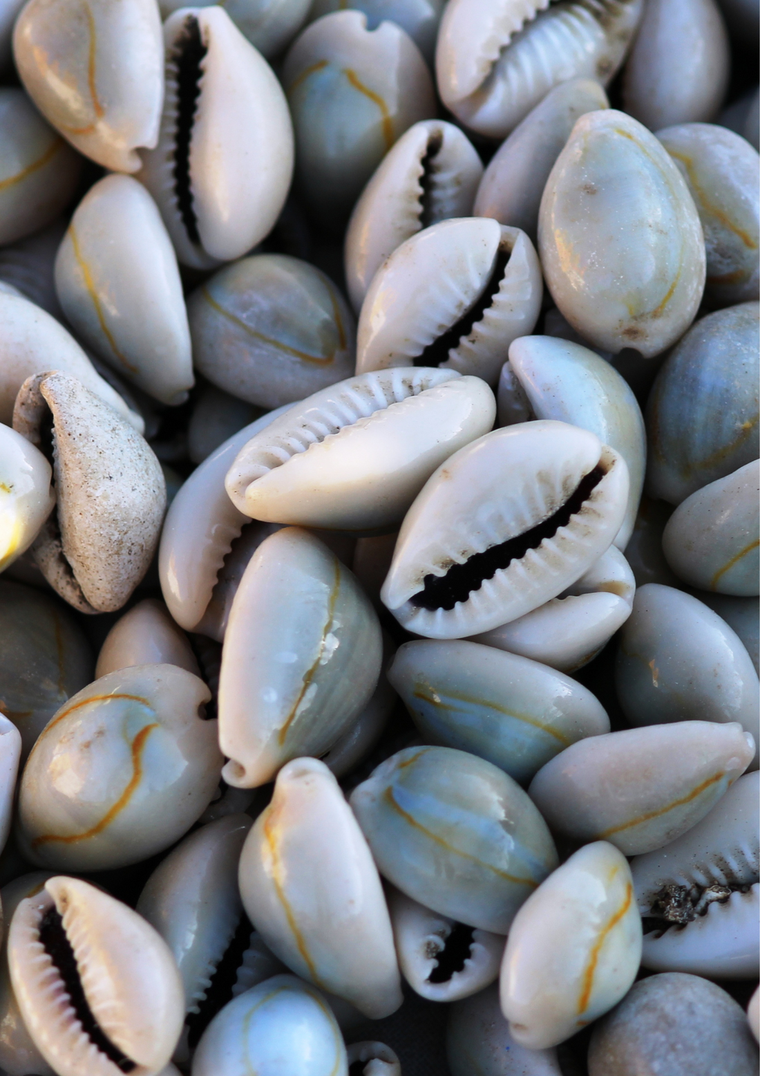 Le coquillage Cauris : symbole culturel de la Caraïbe